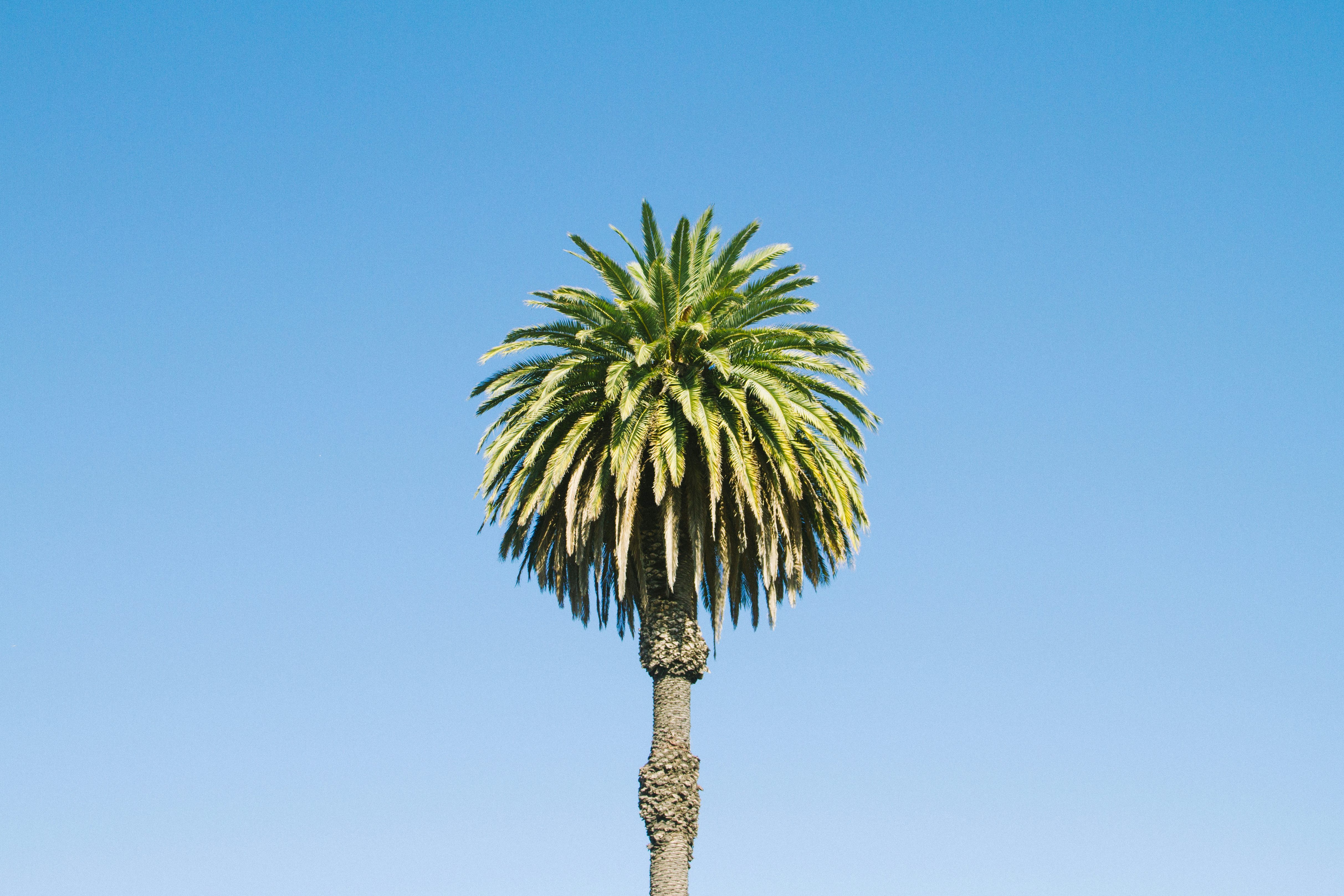 Palm trees at Dana Point Nursery